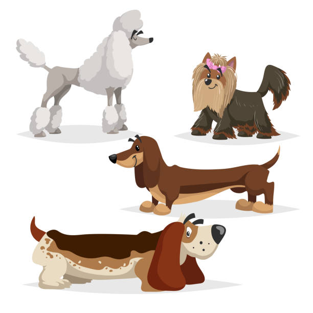 Cartoon Purebred Dogs Set Poodle Yorkshire Terrier Dachshund And Basset  Hound Cheerful And Aodrable Pets Vector Illustrations With Shadows Isolated  On White Background Stock Illustration - Download Image Now - iStock