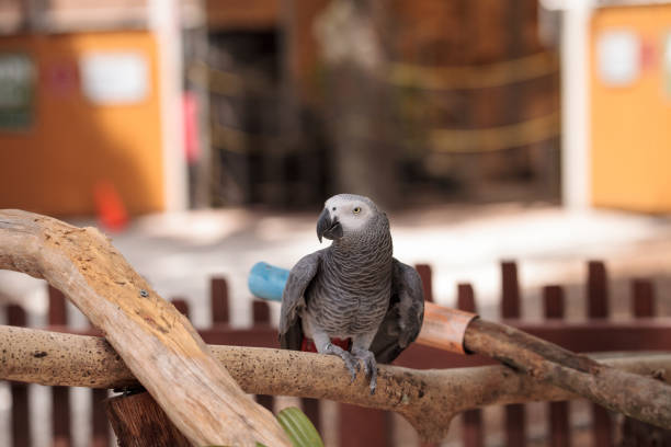 istock Pet African grey parrot Psittacus erithacus 1003805390