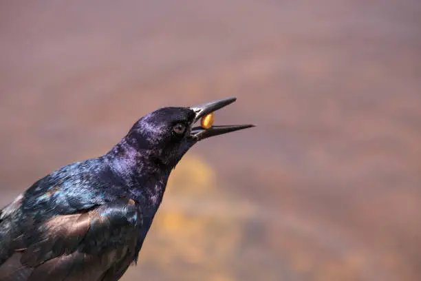 Photo of Boat tailed grackle bird Quiscalus major