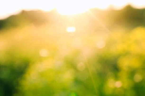 istock beautiful natural background with blurred green summer meadow and sunlight shines 1003816002