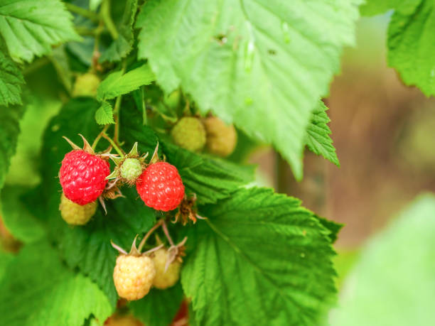 緑の枝に赤いラズベリー - raspberry berry fruit gourmet isolated ストックフォトと画像