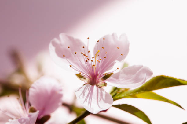 istock Beautiful peach blossom on pink background under strong light 1003823570