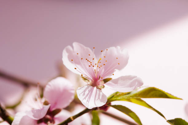 istock Beautiful peach blossom on pink background under strong light 1003823594