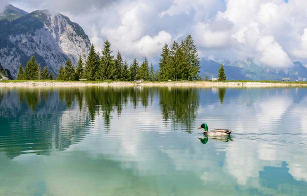 pato em ehrwalder almsee - lago bela montanha nos alpes, tirol, áustria - sonnenspitze - fotografias e filmes do acervo