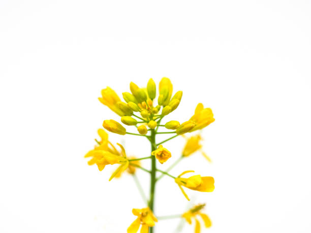 istock Rapeseed flower on white background Brassica napus blossom 1003830308