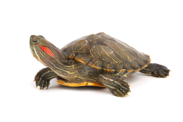 istock Pet turtle red-eared slider(Trachemys scripta elegans) isolated on white 1003830648