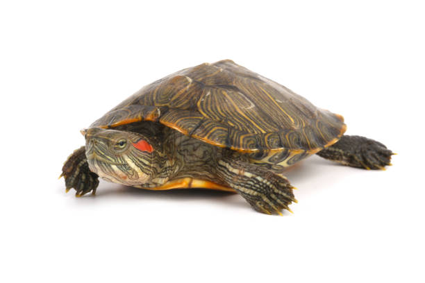 istock Pet turtle red-eared slider(Trachemys scripta elegans) isolated on white 1003830650