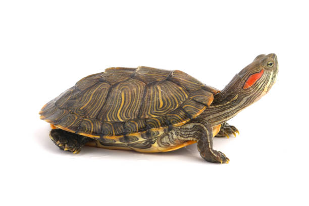 istock Pet turtle red-eared slider(Trachemys scripta elegans) isolated on white 1003830674