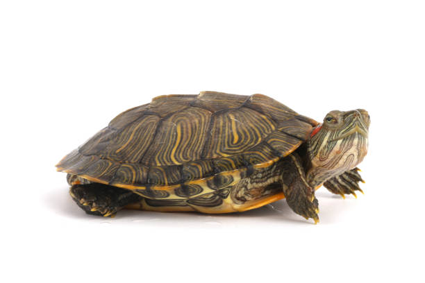 istock Pet turtle red-eared slider(Trachemys scripta elegans) isolated on white 1003830696