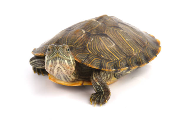 istock Pet turtle red-eared slider(Trachemys scripta elegans) isolated on white 1003830700