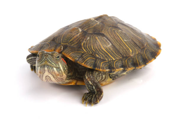 istock Pet turtle red-eared slider(Trachemys scripta elegans) isolated on white 1003830724