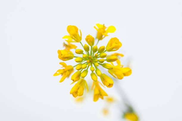 canola di semi di colza su sfondo bianco - canola flower foto e immagini stock