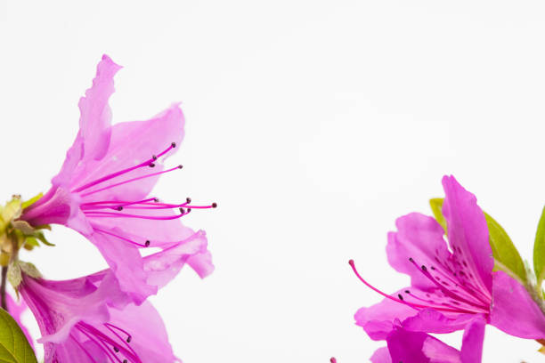 Royal azalea blossom with copy space for design