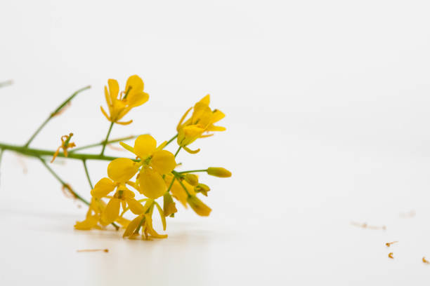istock Bouquet view of canola flower on white background 1003834874