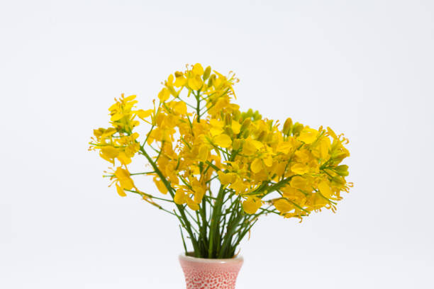 istock Boutique of yellow canola blooming on white 1003841070