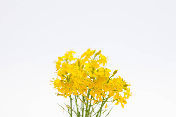 istock Boutique of beautiful rape seed canola on white background 1003842914