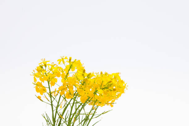 istock Boutique of beautiful rape seed canola on white background 1003842936