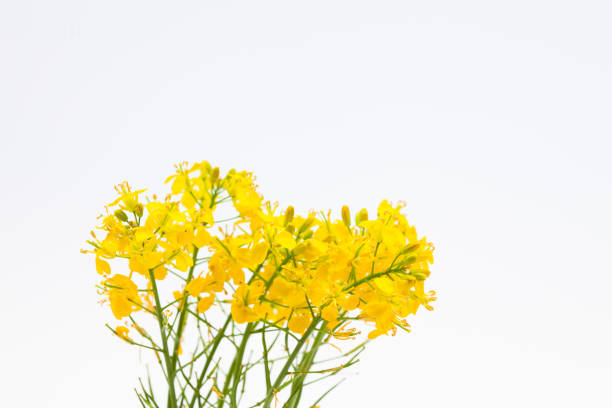 istock Boutique of beautiful rape seed canola on white background 1003843132