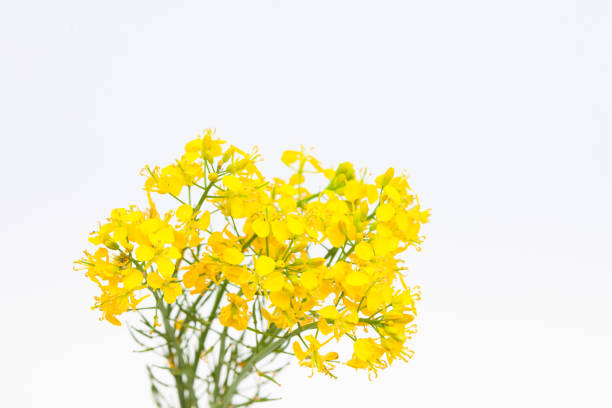 istock Boutique of beautiful rape seed canola on white background 1003843134