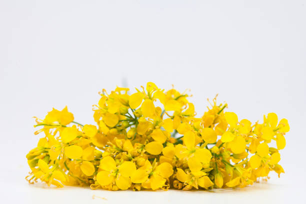 istock Boutique of beautiful rape seed canola on white background 1003844246