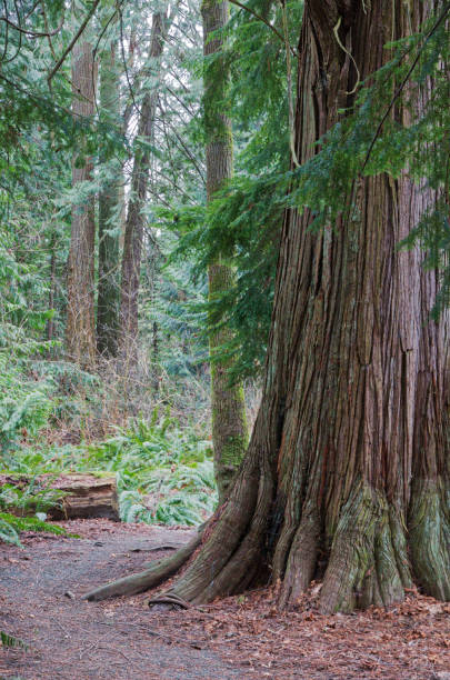 istock Askew Park, Ecological park in Chemainus, British Columbia 1003861616