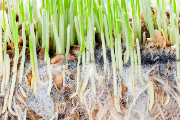 sprouts verde - fungus roots fotografías e imágenes de stock