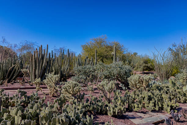 istock The Living Desert 1003867194
