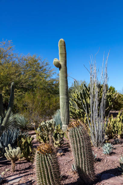 istock The Living Desert 1003867212