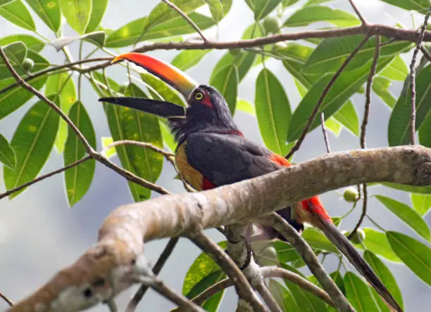 A toucanet in a tree in a Costa Rican rainforest/jungle
