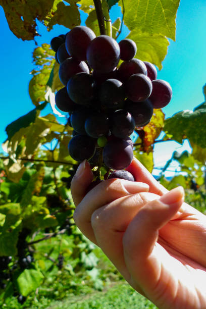 istock A female hand picking fresh and delicious red table grape bunches on vine. 1003878064