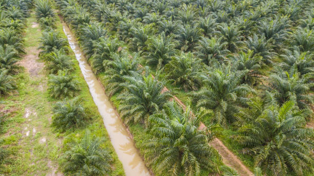 istock High angle view of palm plantation . 1003880536