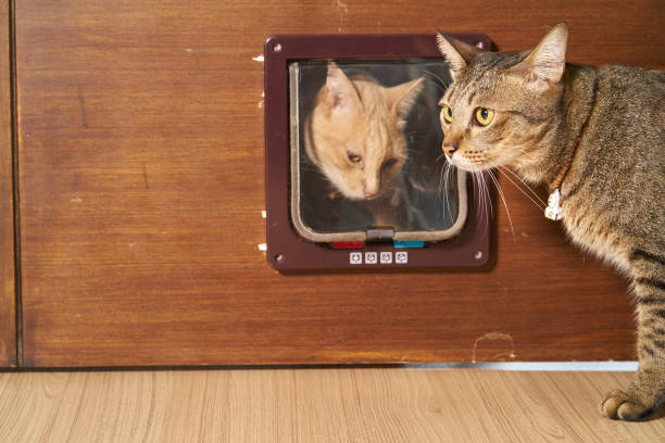 istock Cat is walking through the cat flap door 1003883346