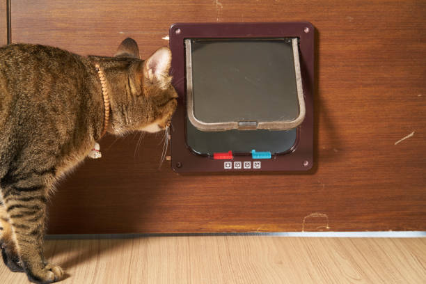 istock Cat is walking through the cat flap door 1003886102