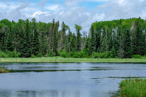 istock Lake and forest in northern Manitoba 1003895646
