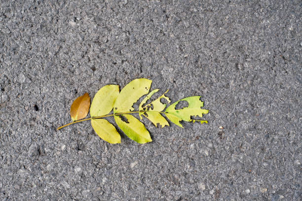 Dry leaf on the floor for backgrond