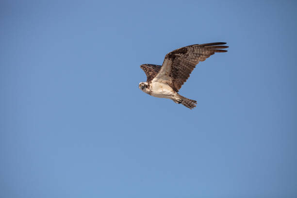 istock Osprey bird of prey Pandion haliaetus 1003901422
