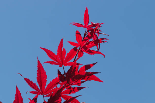 istock Red Japanese Maple leaves against a blue sky 1003909284