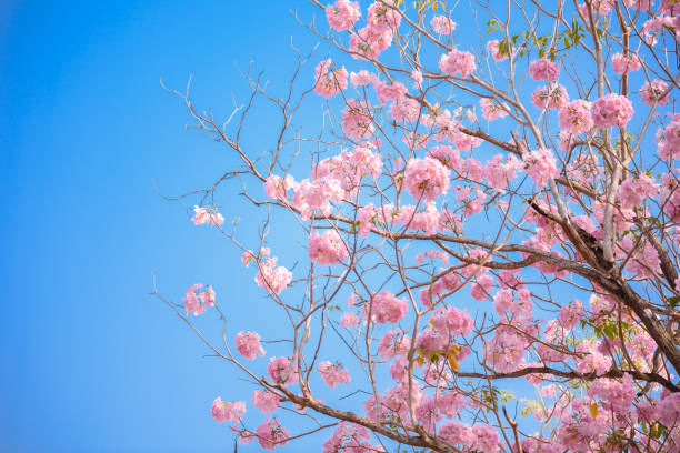 istock Tabebuia rosea is a Pink Flower neotropical tree and blue sky 1003912892