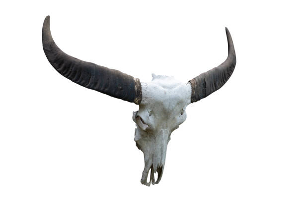 istock Skull, buffalo head isolated on white background. 1003943486