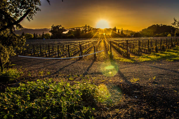 pôr do sol escuro sobre o vinhedo - vineyard napa valley agriculture sunset - fotografias e filmes do acervo