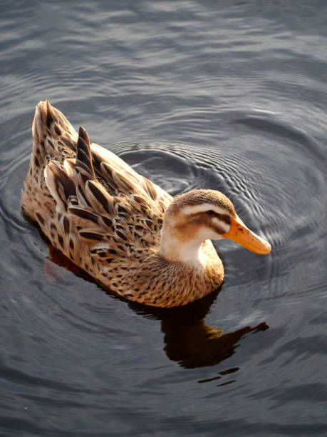 istock San Roque lake duck 1003954238