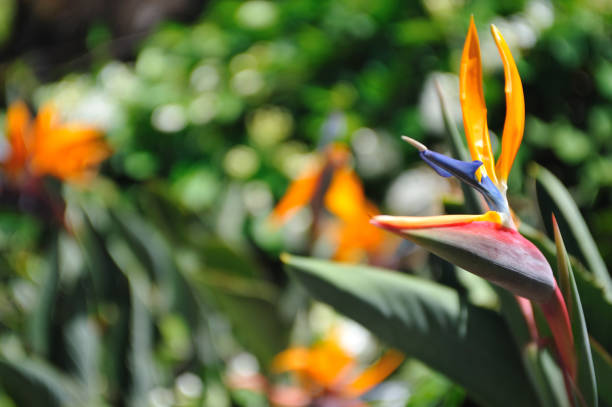 istock Bird of paradise or strelitzia in a garden. 1003954302