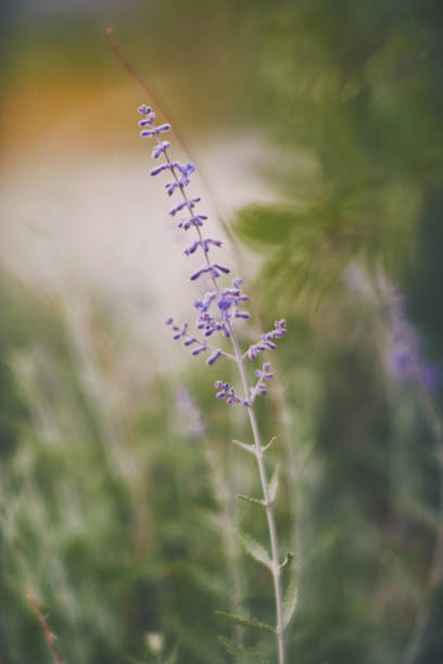 Salvia plants growing in warm sunlight