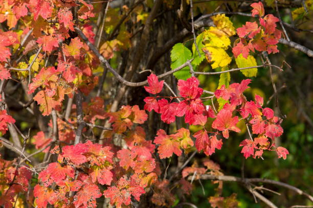 istock Texture, background, pattern. Trees in autumn, beautiful dull time, bright leaves on branches, green red yellow 1003956768
