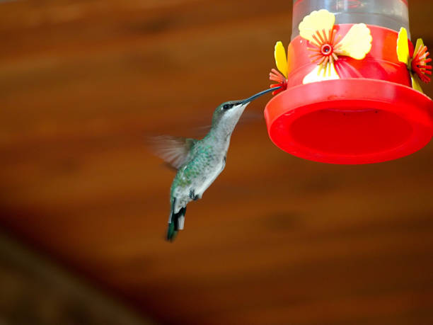 istock Cuesta Blanca humming bird 1003957350