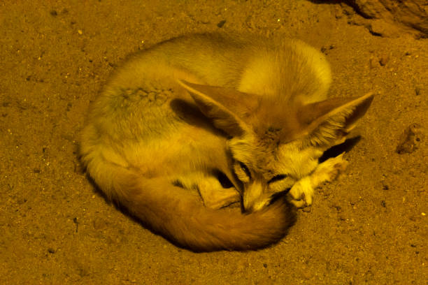 Bat-eared fox in the zoo is sleeping. And the habit is not fierce.