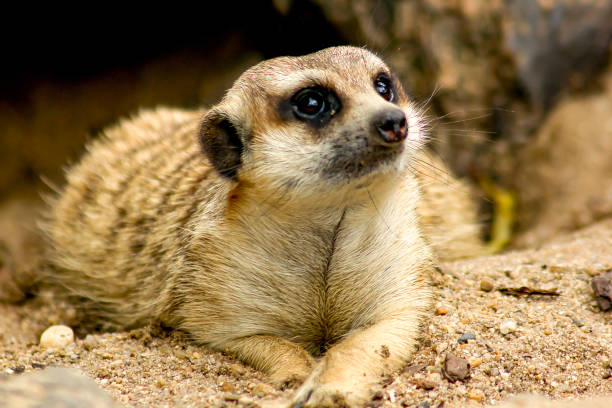 istock Suricata suricatta looking at something 1003964556