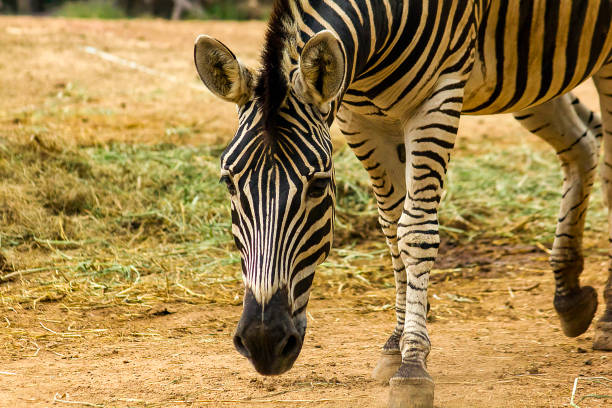 Zebra Head Patterns of white color alternating black.Walking in the zoo