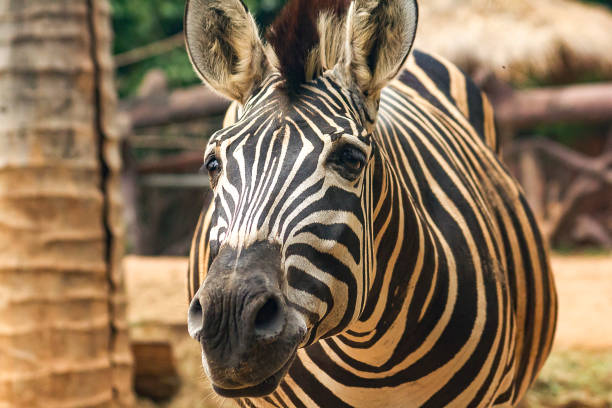 istock Zebra Head Patterns of white color alternating black. 1003964762