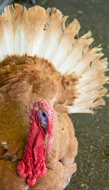 istock Proud Turkey Close Up 1003967328